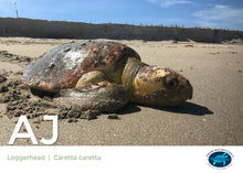 Load image into Gallery viewer, Sea Turtle Adoption