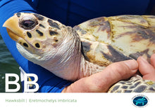 Load image into Gallery viewer, Sea Turtle Adoption