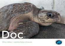 Load image into Gallery viewer, Sea Turtle Adoption