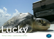 Load image into Gallery viewer, Sea Turtle Adoption